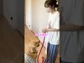 犬は本当の優しさを知っている‥笑#ゴールデンレトリバー #犬のいる暮らし