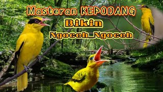 Download lagu Masteran kepodang bikin ngoceh ngoceh||cocok sekali pada kepodang anakan dan bikin gacor