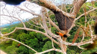 pengambilan madu tualang di kampung bukit jejulong eps89