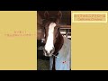 ごはんがおいしいと伝えるカリフォルニアクローム【California Chrome】