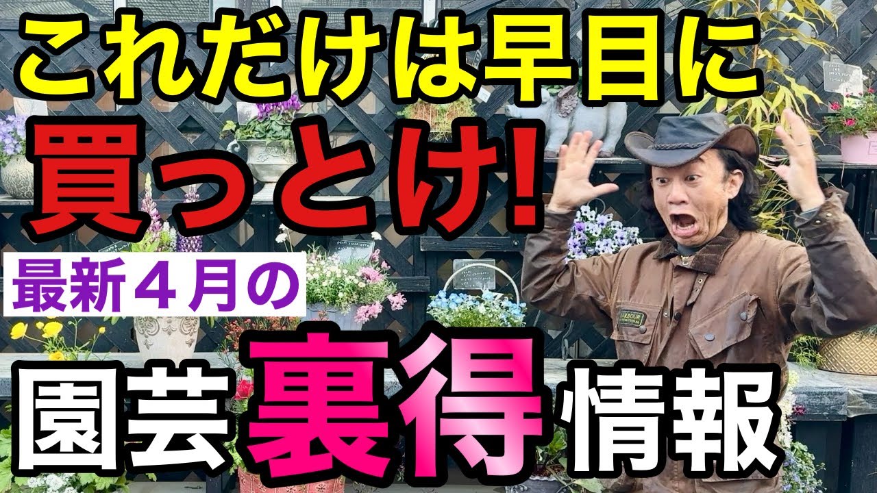 ゆず 苗 【花柚子 （ハナユズ）】 3年生 接ぎ木 約1.0m 大苗