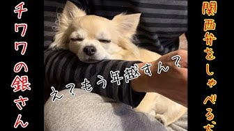 しゃべる犬 Youtube