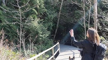 4. Video Entering the Neede-leaf (Conifer) Forest