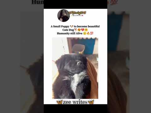 puppy emotional video | dog emotional video | how to care puppies after birth 🥰🥰