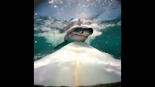 He Survived A Shark Attack While Surfing