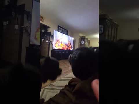 Dragon cane corsos are going wild #canecorso #mastiff #corso #dog #dogmom #pets #dogshorts