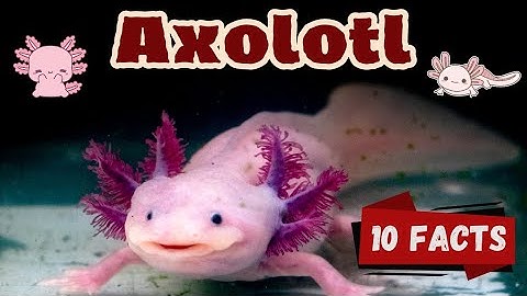 10 Amazing Axolotl Facts for Kids | Fun and Fascinating Facts About Axolotls! #axolotl #axolotllove