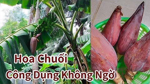 Hoa Chuối Hột Hỗ Trợ Điều Trị Bệnh Gi Trong Đông Y Mà Người Dân Địa Phương Hay Dùng