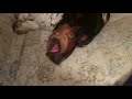 Silly Basset Hound | Sleep vs. Bye Byes vs. Food