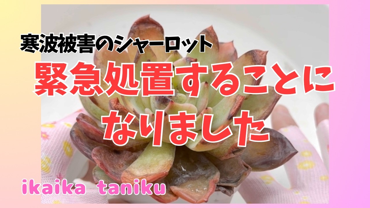 #225 『多肉植物』寒波被害のシャーロット　緊急処置しました
