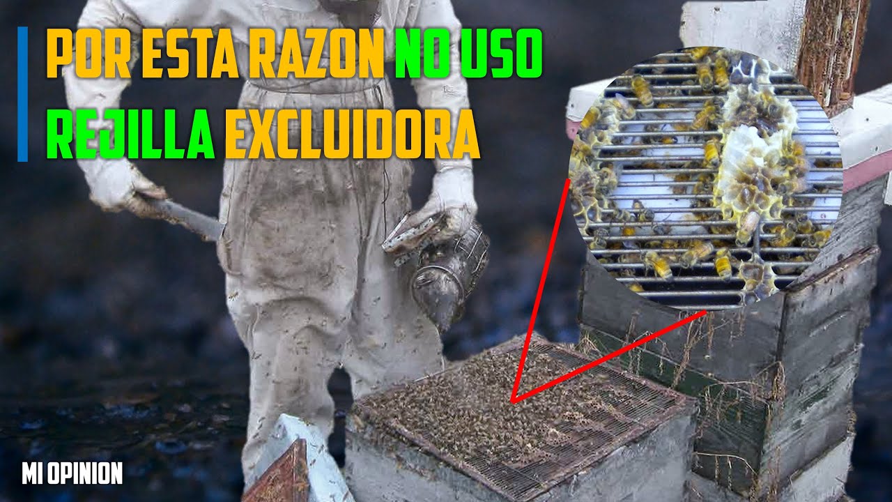 Porque No usar Rejilla Excluidora de Reinas #apivlog