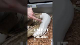 Celebrity HUGE OVULATION! #ballpython #reptile #snake #ballpythonmorphs #snkeltd #reptiles Net Worth