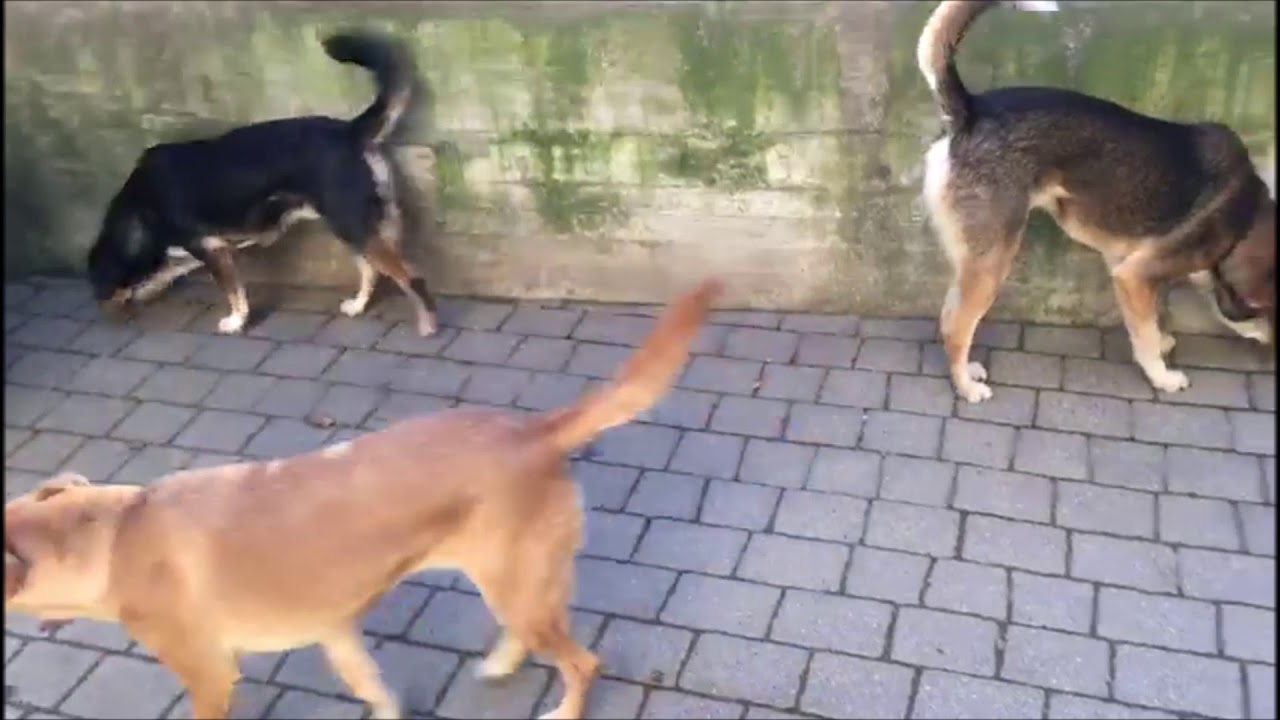 Aktuelles Heidi Azali Gerettete Tiere Suchen Ein Zuhause