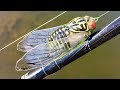 Making a Cicada Fishing Lure