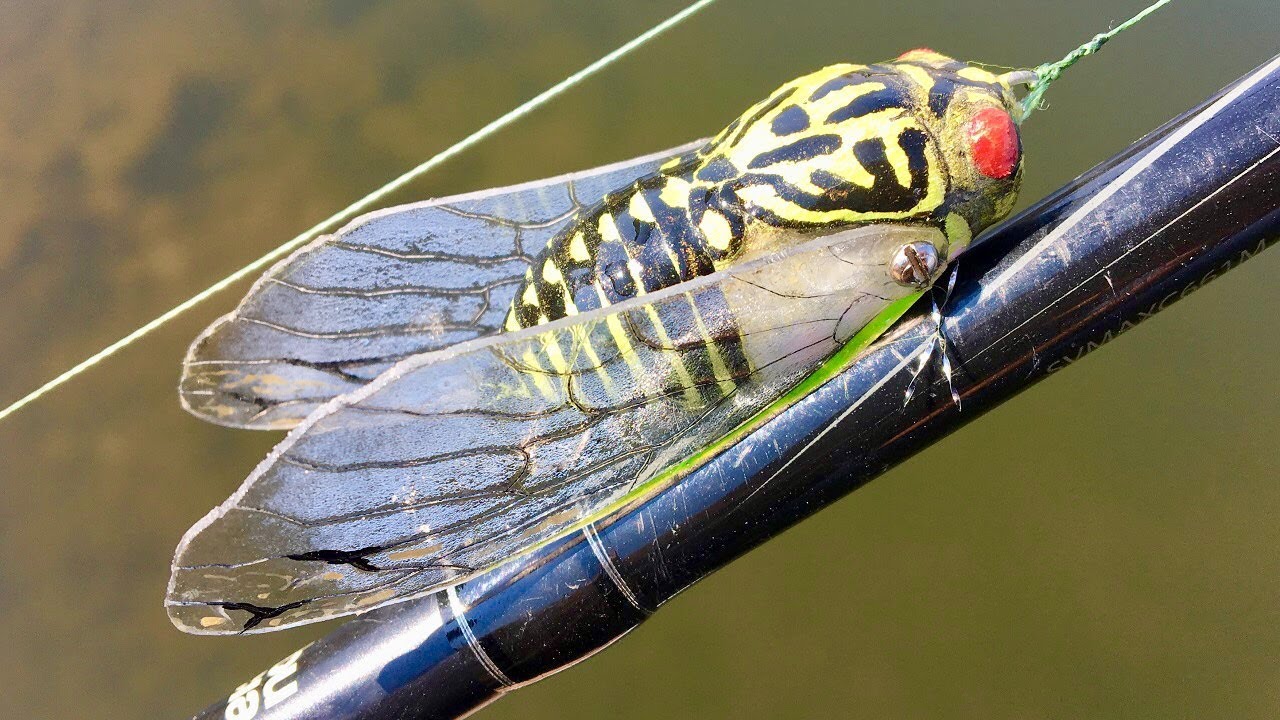 Making a Cicada Fishing Lure 