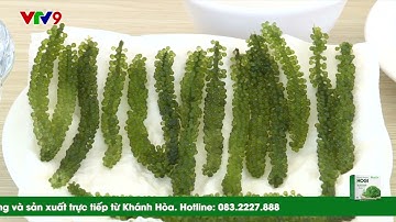 Những điều cần biết về rong nho biển - VTV9