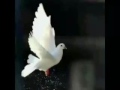 اجمل موال عقل موسى خاف نموت غربه محد انه 