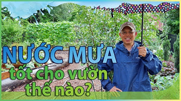 NƯỚC MƯA tốt cho vườn thế nào? 5 ích lợi tuyệt vời so với nước vòi.