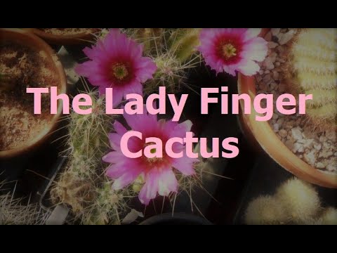 Video: Echinocereus Ladyfinger Nroj Tsuag: Kawm Yuav Ua Li Cas Loj hlob Ladyfinger Cactus Nroj Tsuag
