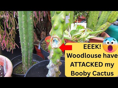 EEEK! Woodlice have ATTACKED my Cactus #cacti #cactus