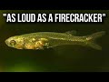 One of the Smallest Fish In The World Makes THIS Sound...