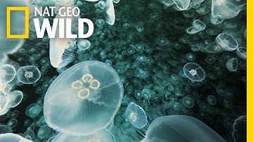 A Jellyfish Explosion | Alaska