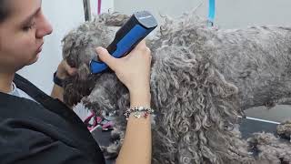 Check Out This Dog's UNBELIEVABLE Grooming Transformation