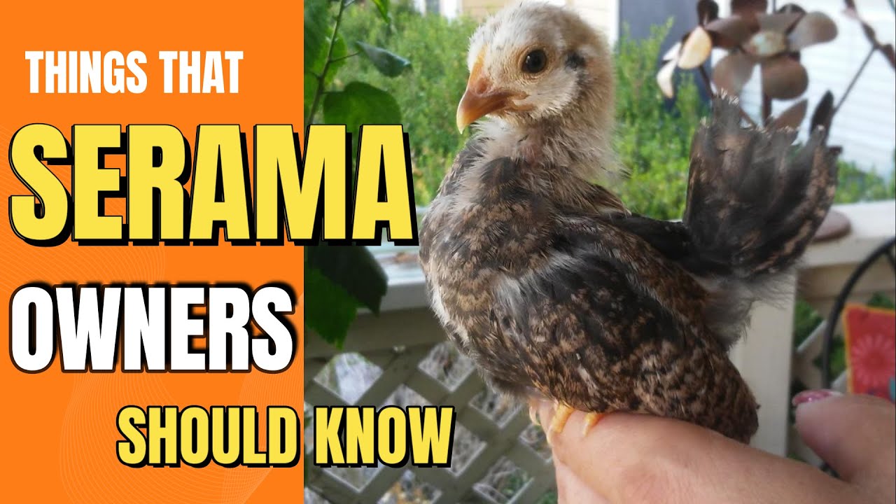 The Ultimate Guide to Caring for Serama Chickens| If you have a serama
