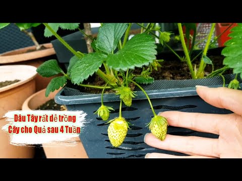 Video: Fraises De Bois Strawberry Thông tin - Mẹo Trồng Dâu tây Fraises De Bois