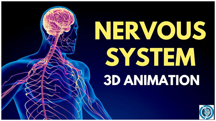 Human Anatomy of Nervous System 3D Animation | Structure and Functions