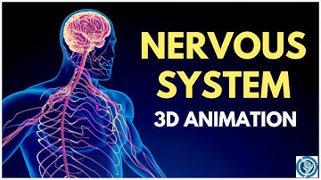 Human Anatomy of Nervous System 3D Animation | Structure and Functions