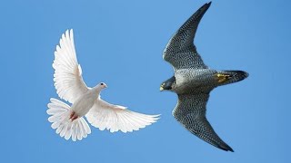 Сокол Сапсан напал на голубей. Peregrine Falcon attacking pigeons
