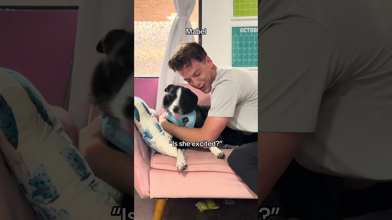 Safe To Say Our Office Dogs Don’t Like Me😂🐶