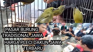 HARGA BURUNG PLECI JAWA TERBARU PASAR BURUNG TRADISONAL JAWA