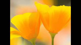 The california poppy used as a herb ...