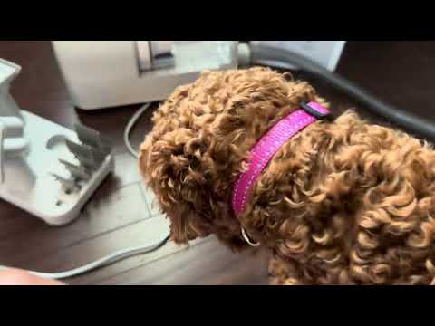 Hicozy S1+ Dog Grooming Vacuum Review
