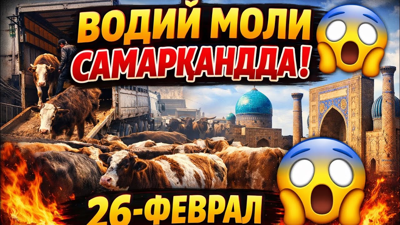 самарканд вилояти окдарё тумани янгикургон мол бозори✅нархлар канчалик узгарди❓