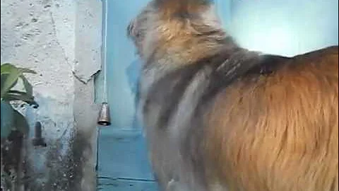 chien drle