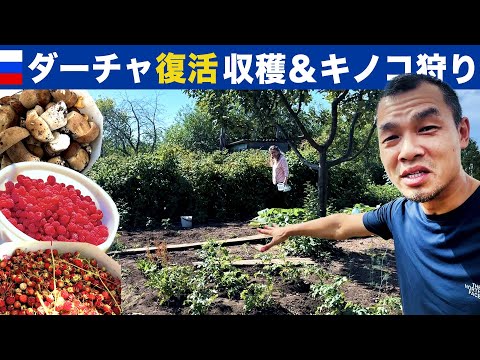 ダーチャ復活！！ラズベリー収穫、野イチゴ狩り、キノコ狩り（夏のロシア）