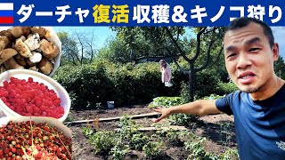 ダーチャ復活!!ラズベリー収穫、野イチゴ狩り、キノコ狩り（夏のロシア）