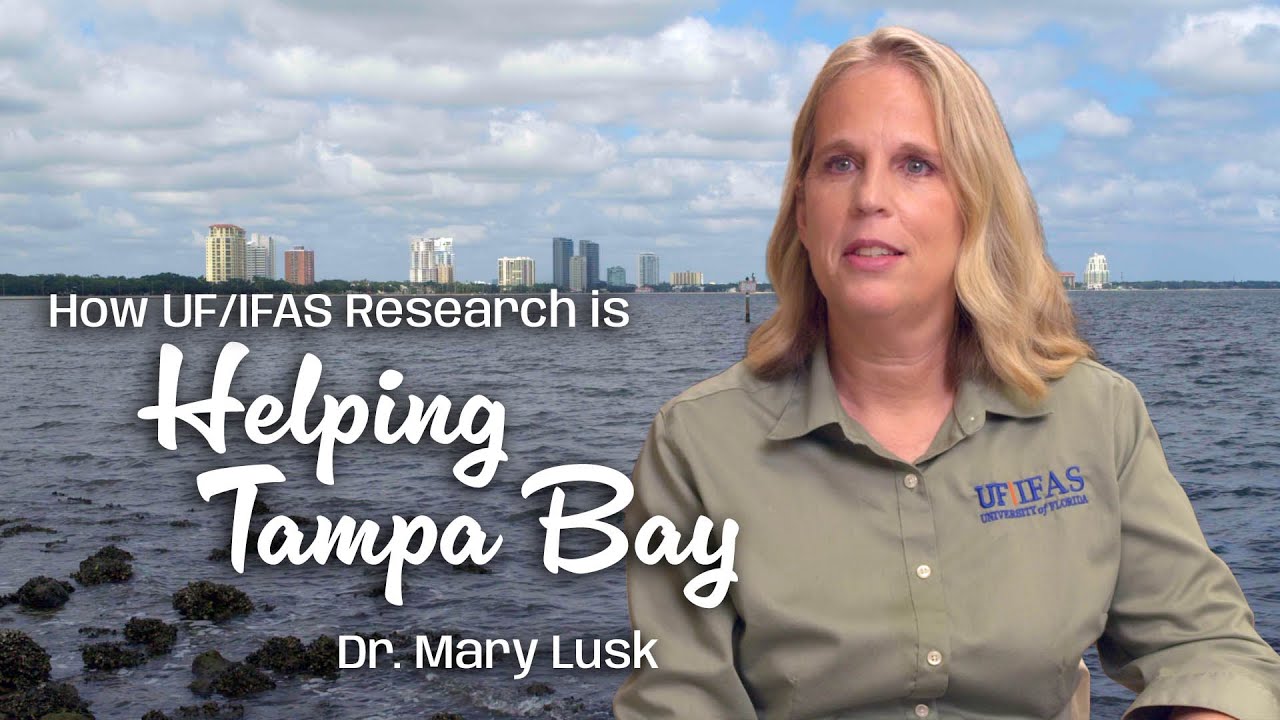 How UF Research is Helping Tampa Bay