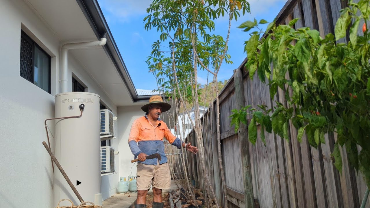 ആശിച്ചു ഓസ്‌ട്രേലിയയിൽ നട്ട കപ്പ പറിക്കാൻ ചെന്നപ്പോൾ 😢