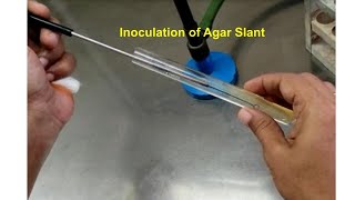 Inoculation on agar slant