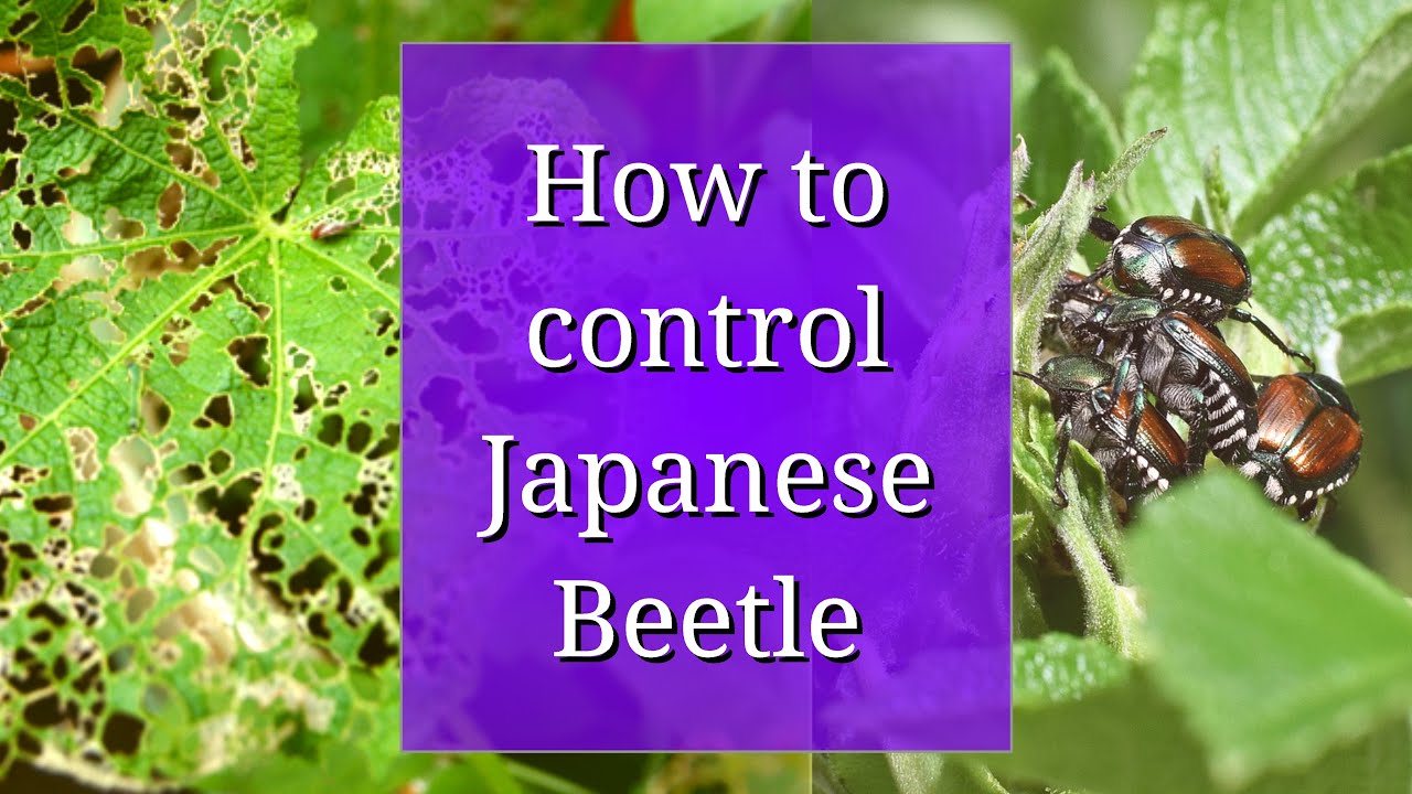 How To Control Japanese Beetle