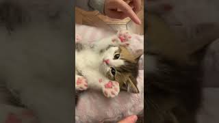 💗✨ #cat #cutecat #kitten #cute #baby #kitty #pets #prettylittlebaby