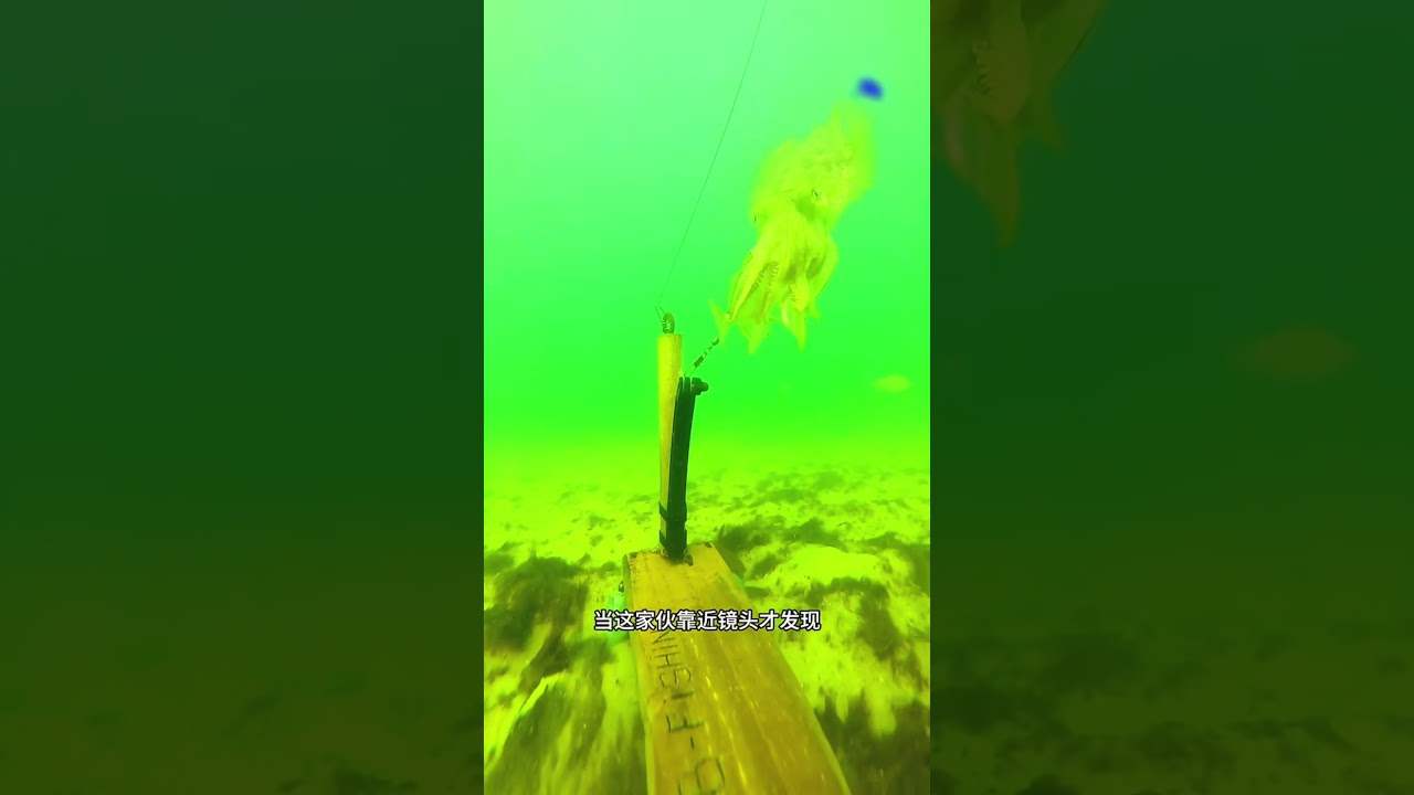 Deadly Ocean Experiment Giant Squid Attack Caught On Camera #shorts