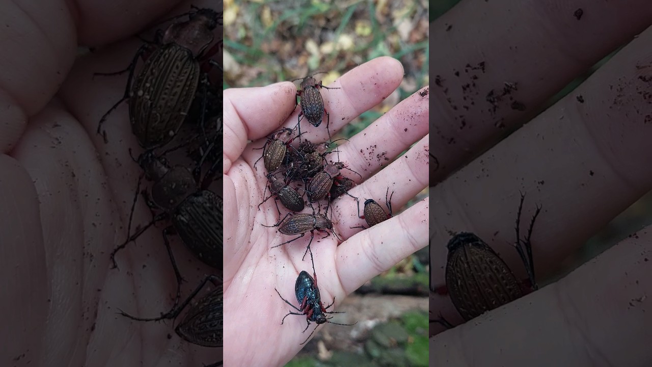 Жужелица решётчатая Carabus cancellatus
