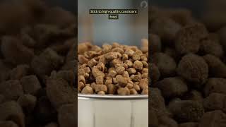 Stop Your Cat From Vomiting Now Vet Secrets Revealed