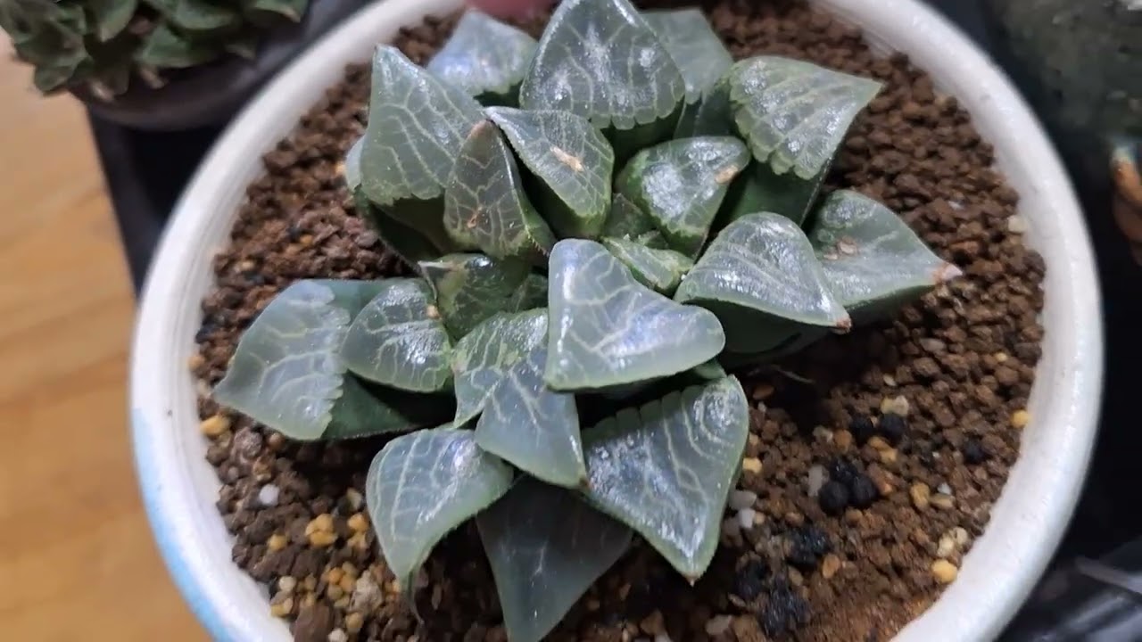 하월시아 저면중🥰🥰🥰