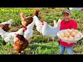 Como hacer que tus gallinas pongan muchos huevos